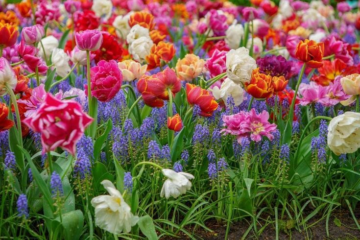 Découvrez la symbolique des fleurs à travers les cultures et les traditions. Chaque fleur porte un message. Explorez leur signification.